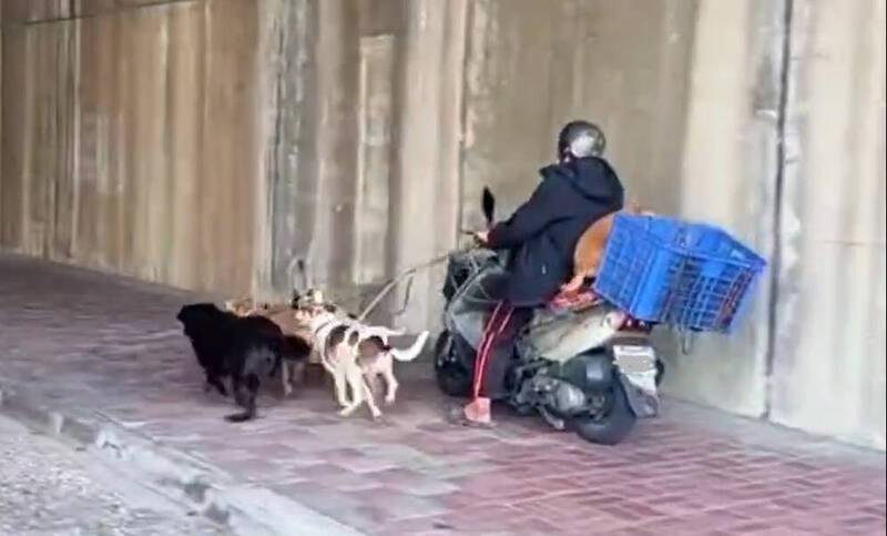 高雄有民眾騎車後座載著1隻狗，還牽著4隻狗跑，網友直呼是另類「雪橇犬」。圖／翻攝自社會事新聞影音