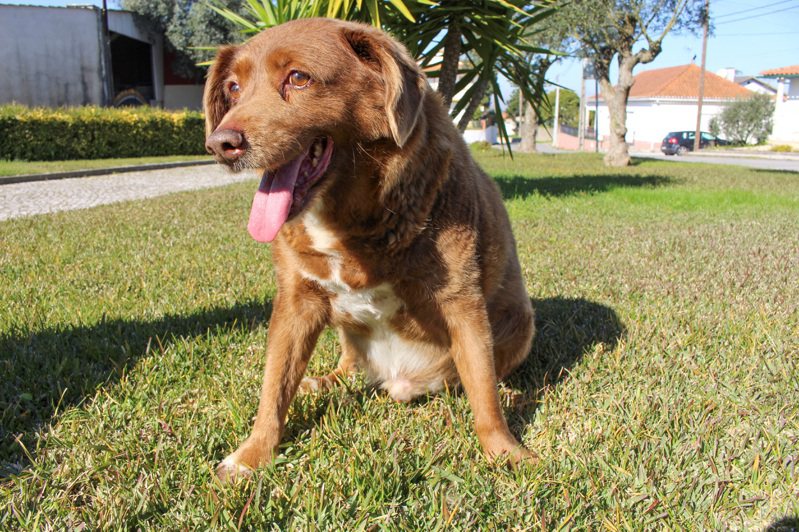 葡萄牙阿兰多獒犬「波比」生前获金氏世界纪录认证「世界最长寿狗」，如今头衔遭撤销。路透(photo:UDN)