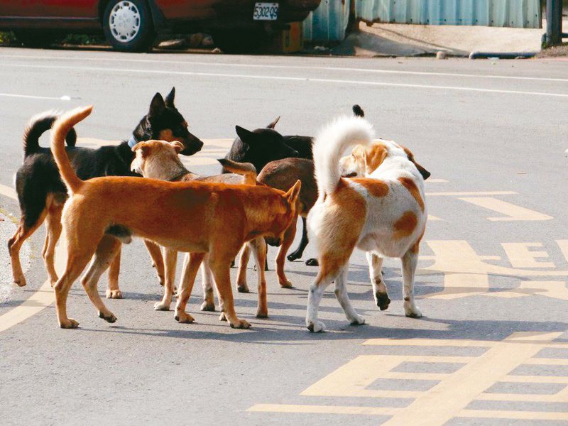 零撲殺政策上路近六年，全台遊蕩犬已超過15萬隻。本報資料照片