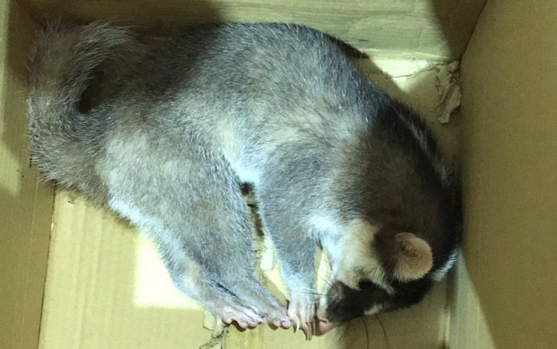 屏東縣恆春鎮今天2月有民眾在野外拾獲傷重的鼬獾，送驗是狂犬病陽性。圖／屏東縣政府提供