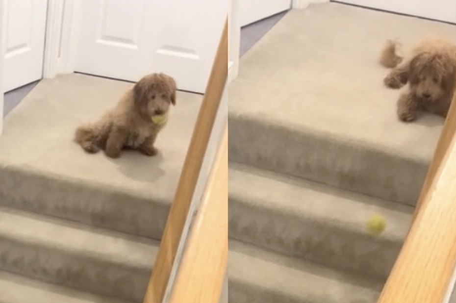 3個月大的可卡犬「布萊迪」（Brodie）自己學會玩「丟球遊戲」。（圖／翻攝自抖音 @callumparker1994）