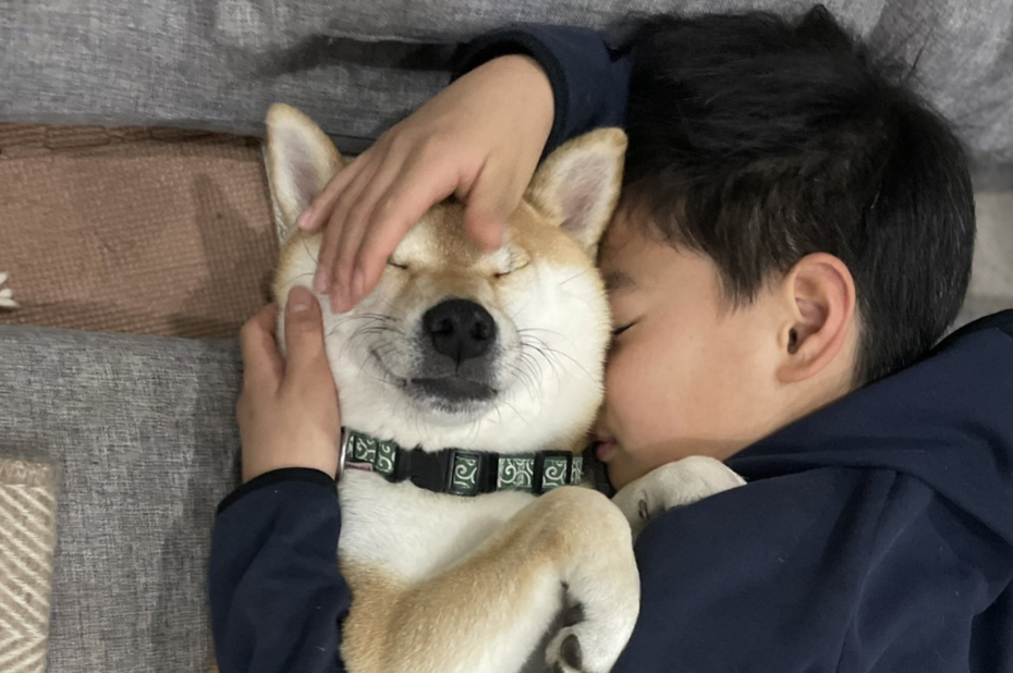 今年四歲的柴柴「Towa」瞇著眼舒服得在最愛的哥哥懷抱中呼呼大睡。（圖／翻攝自推特 @kuishinbotowa）
