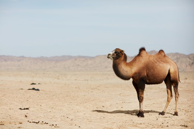 野生駱駝被國際自然保護聯盟（IUCN）列為極度瀕危物種，也是劉少創嘗試研究、保育的對象。圖／ROLEX提供