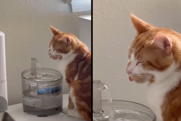 橘貓在飲水機前瞇眼狂舔，遠遠看起來就像是喝水喝得非常痛快。圖/翻攝自微博