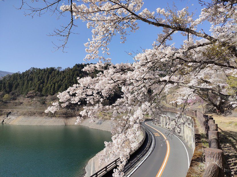 奧多摩湖邊的櫻花盛開，可在步道上盡情觀賞，也適合駕車遊覽。 圖／奧多摩觀光協會提...