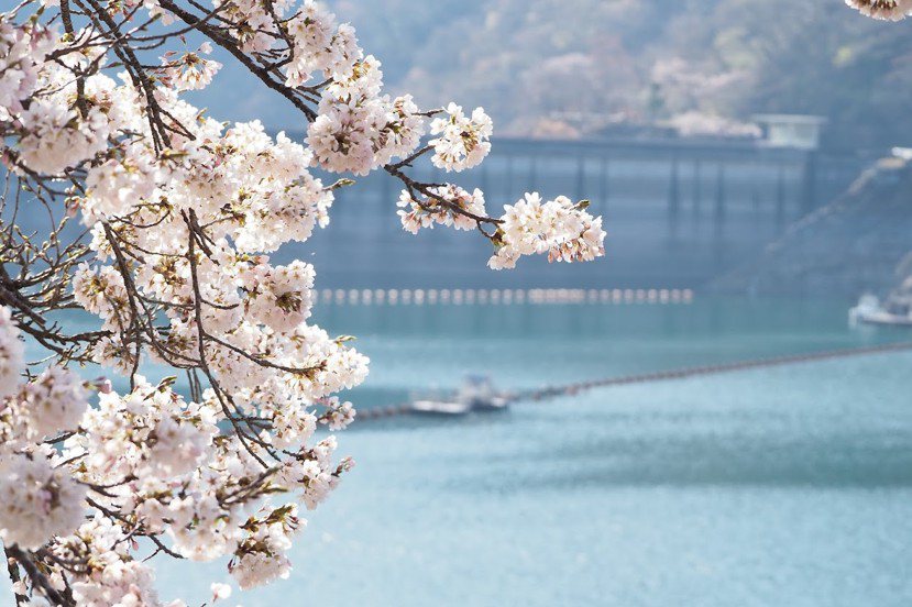 除了著名觀光賞櫻勝地，東京也有不少令人心動的賞櫻私房景點。 圖／奧多摩觀光協會提...