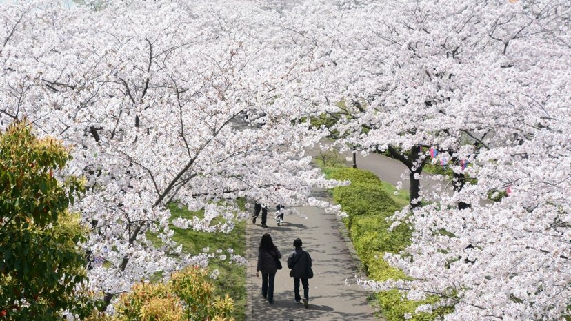 小松川千本櫻櫻花長廊綿延約2公里，相當壯觀。
 圖／江戶川區提供