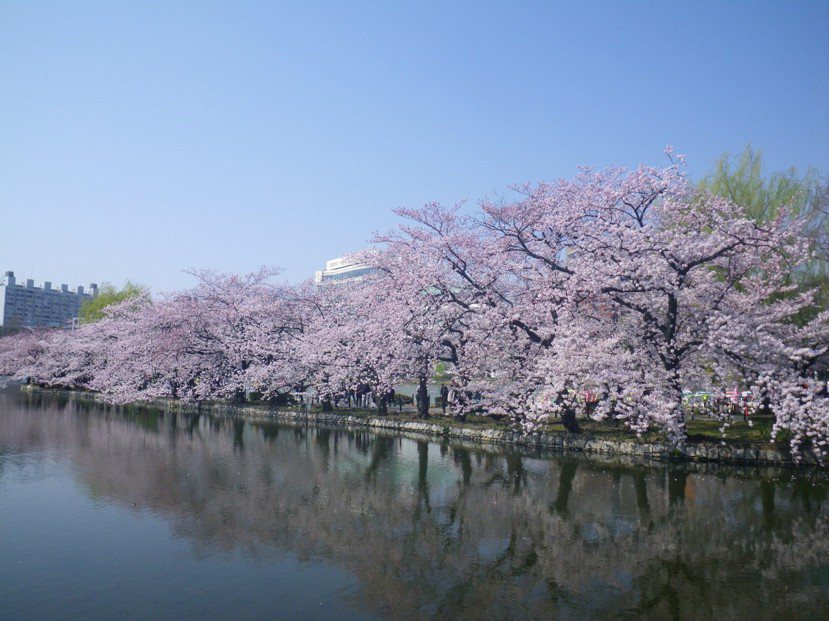上野公園內的櫻花盛開景象極富魅力，夜間打燈也享有盛名。
 圖／東京觀光財團提供