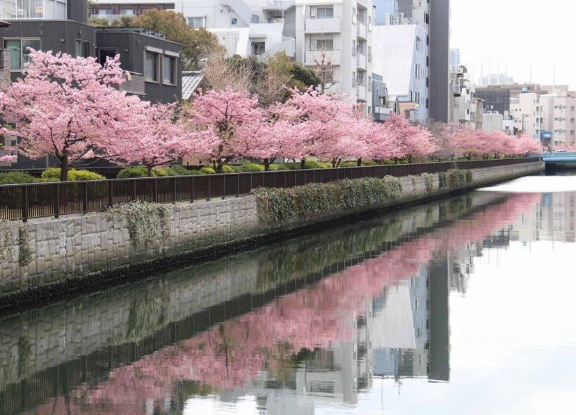河津櫻3月上旬迎來滿開時期，可欣賞倒映在大橫川上的櫻花景色。
 圖／江東區提供