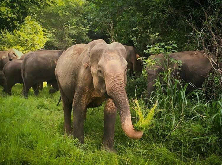 孟加拉25日宣布境內禁止豢養亞洲象，是動保的一大里程碑。（Wikimedia Commons）