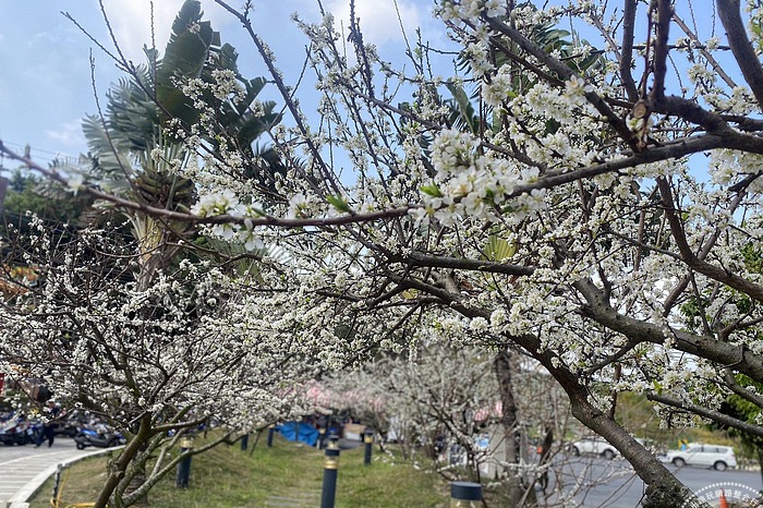 彰化賞花：3月春遊彰化必看的「三花」景點一次看