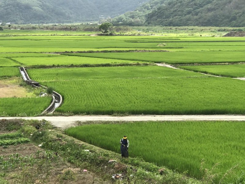 受到小犬等多個颱風及病蟲害影響導致水稻減產，去年2期水稻收入保險理賠8.4億元。聯合報系資料照