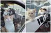 民眾去超商驚見隔壁車「塞滿10隻貓咪」！志工擔心虐貓急找飼主 真相溫馨反轉 
