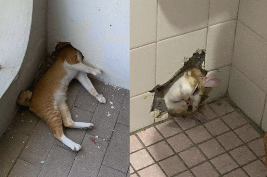 橘貓因不明原因側躺在地上、頭部死死卡在水泥牆上的洞裡。（圖／翻攝自Facebook APM Kota Kinabalu）