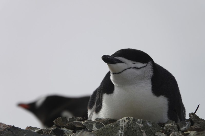 科學家表示，致命的禽流感病毒H5N1已證實首度入侵南極洲大陸，對這塊地區龐大的企鵝族群構成潛在威脅。美聯社