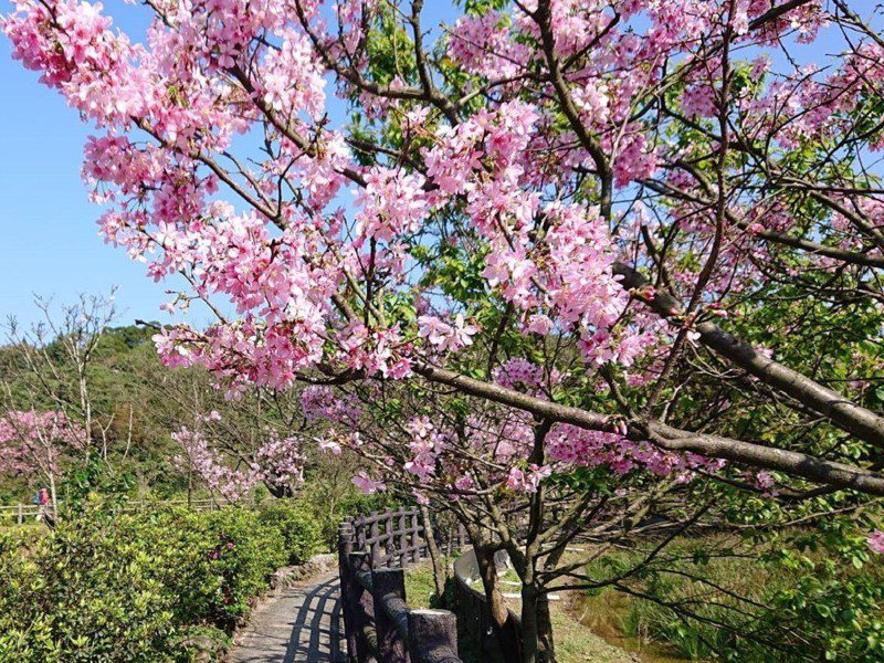新北市三芝櫻花季將於3月9日至10日在三生步道登場！不論是喜愛櫻花的攝影愛好者，還是喜歡親近大自然的健行者，三芝櫻花季都能提供大大滿足。 圖／紅樹林有線電視提供