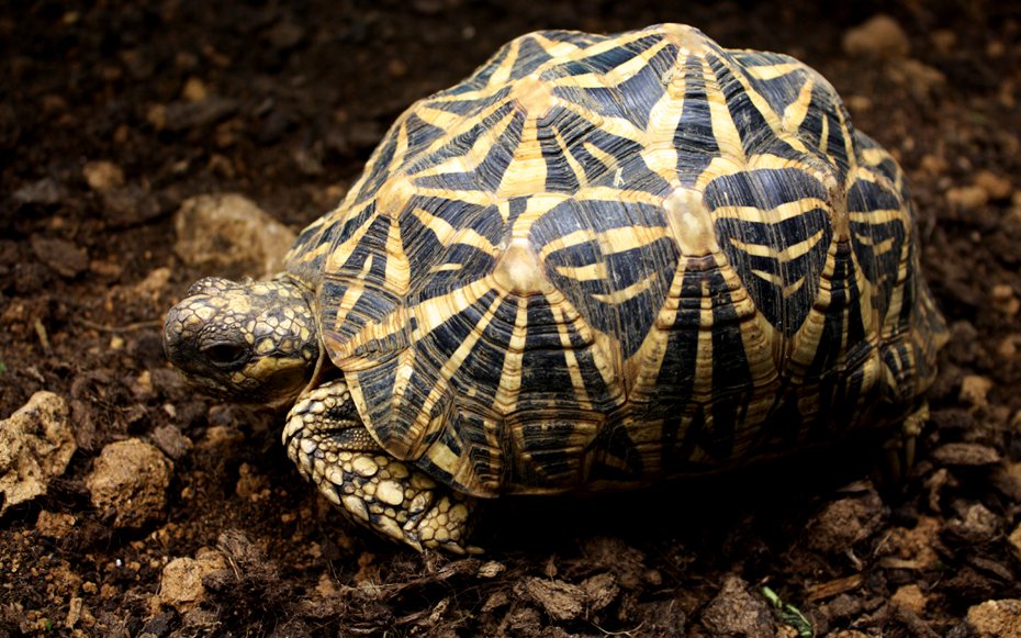 印度星龜背甲上的輻射條紋，除各盾片間不相連外，還多了短的縱紋，腹甲上也有條紋。圖／台北市立動物園提供