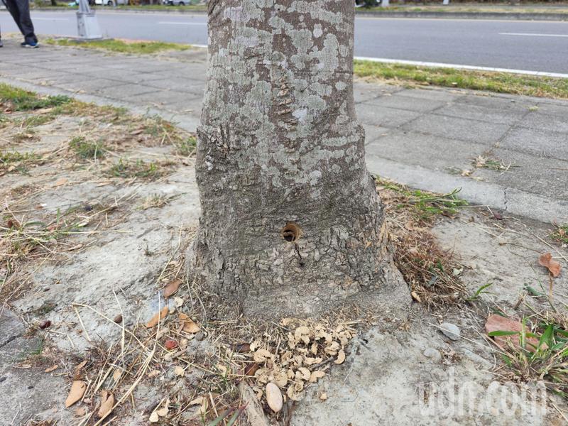 彰化縣員林市員林大道行道樹被鑽孔，疑似注射毒液。記者簡慧珍／攝影