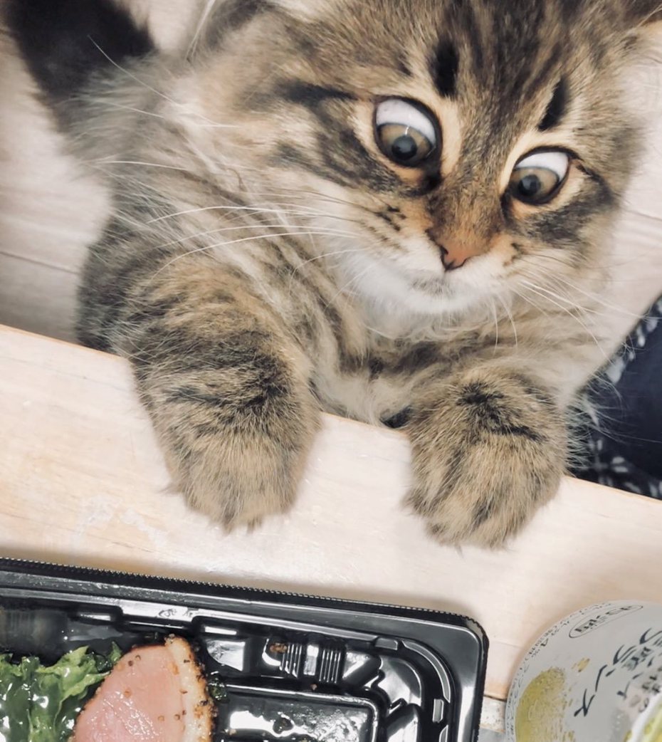 日本一隻西伯利亞貓「Yamaneko」（ヤマネコ）是一隻表情非常豐富的貓咪，其中一張看到食物瞪大眼睛的照片吸引許多網友注意。圖擷自X@ymnc_rf