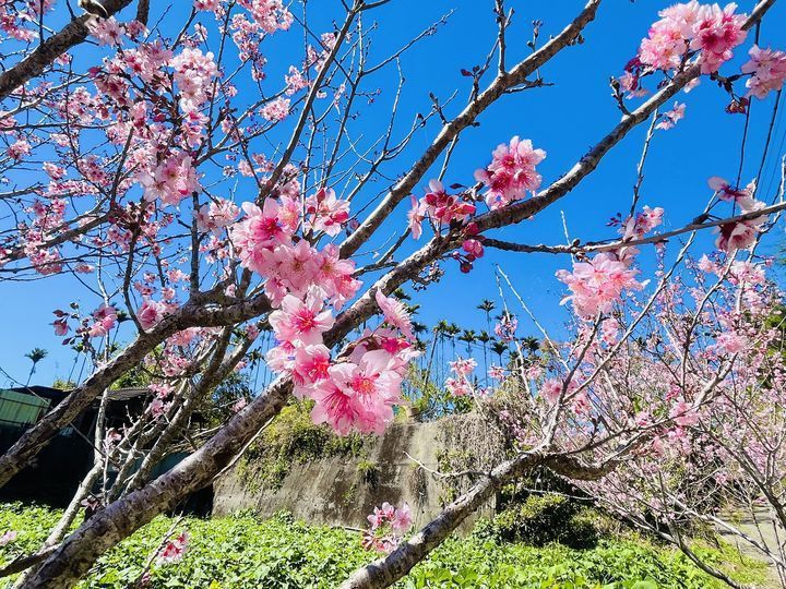 阿里山的櫻花盛放。 圖／嘉義縣文化觀光局 提供