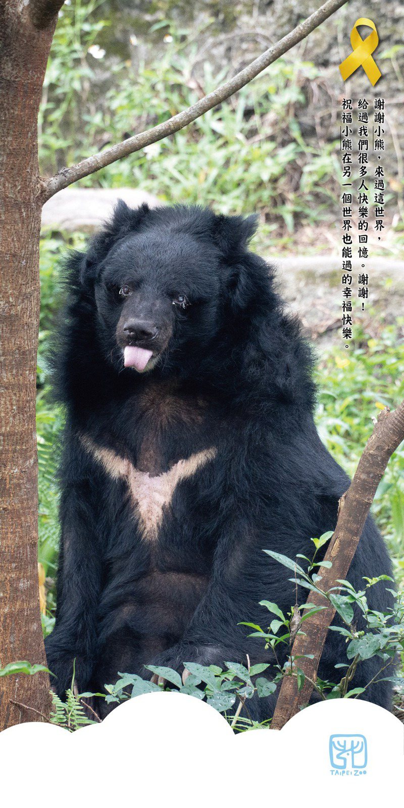 台北市立動物園昨天深夜在臉書發向「小熊」道別，感謝牠近35年來陪伴許多人長大。圖／取自台北市立動物園