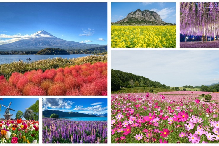 2024全球賞花指南：春夏必訪的花季和花卉節