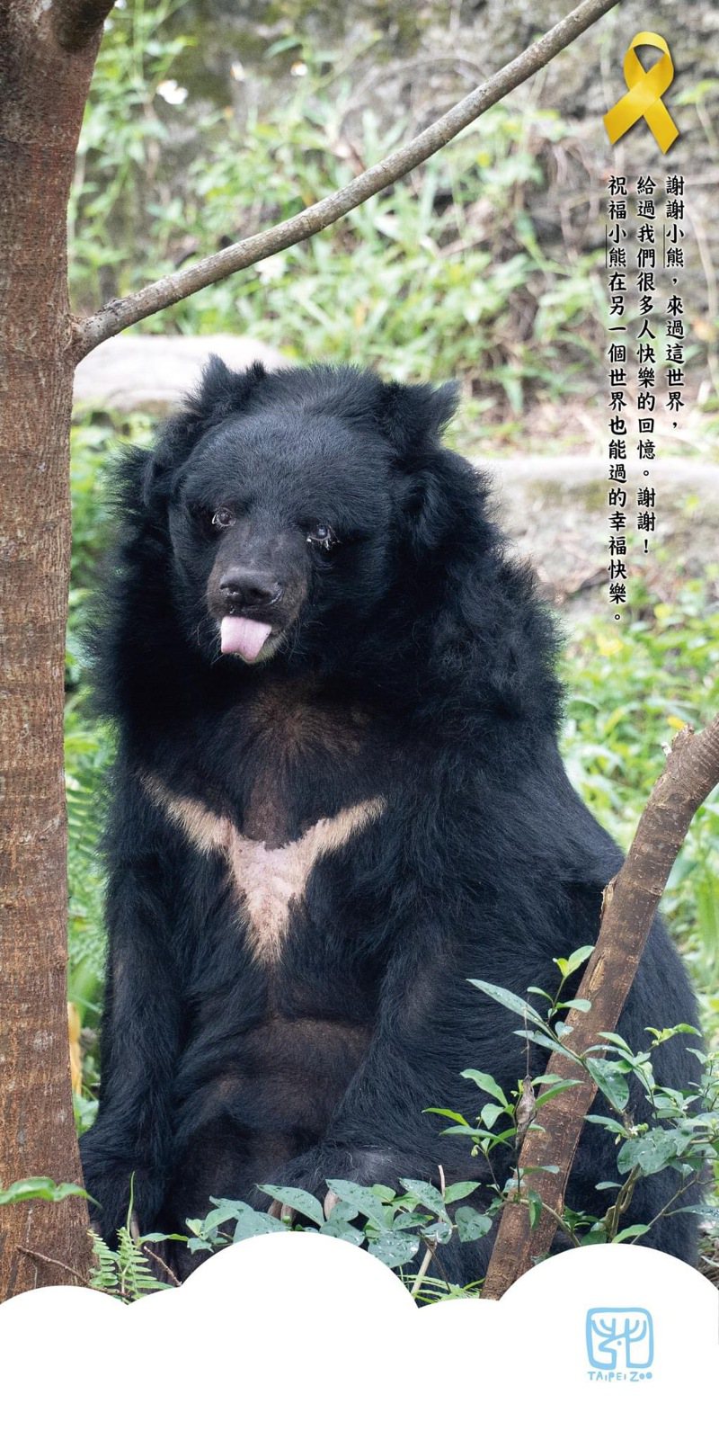 台北市立動物園的台灣黑熊「小熊」成為34歲的「熊瑞」，由於老化身體機能大幅降低，於昨日辭世。圖／台北市立動物園提供