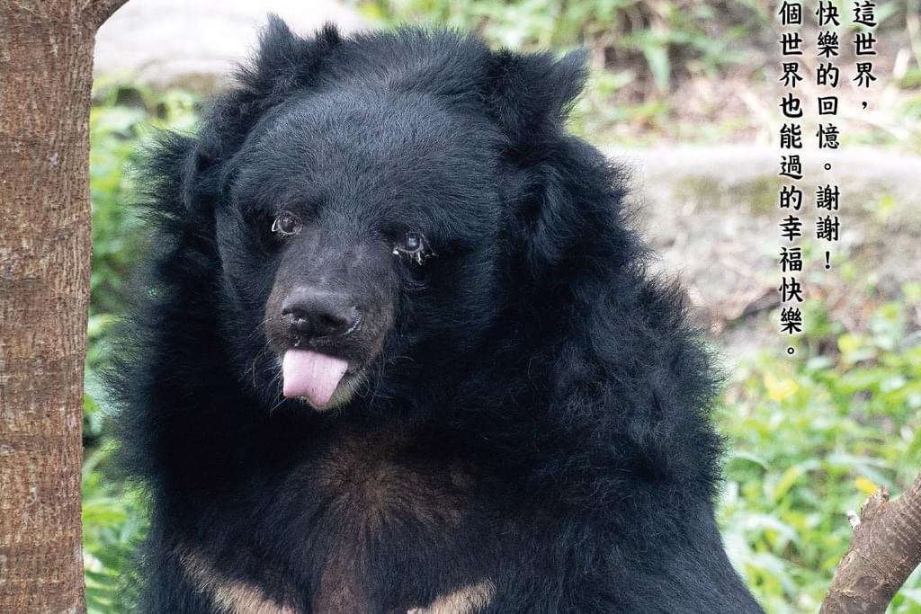 Grand-père Ours, qui accompagnait les touristes au zoo de la ville de Bei depuis 34 ans, est décédé | Animal Planet | Vie