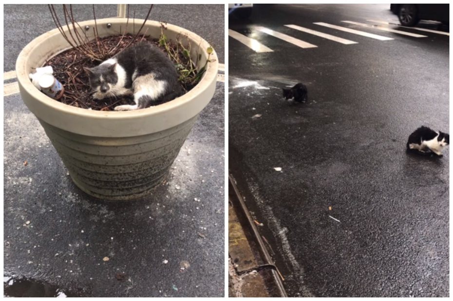 34隻貓被遺棄在街上，散落在馬路和盆栽。圖擷自抖音