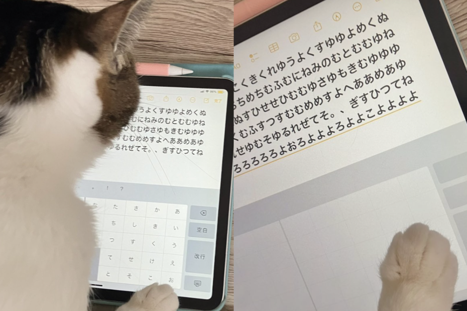 三花貓正在使用主人的平板電腦，湊近看發現螢幕上居然全是神秘的「貓語密碼」。（圖／翻攝自推特 @halzoo0）