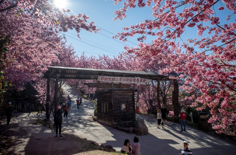 司馬庫斯入口處的部落牌樓，在櫻花季時被盛開的櫻花圍繞。記者余承翰／攝影