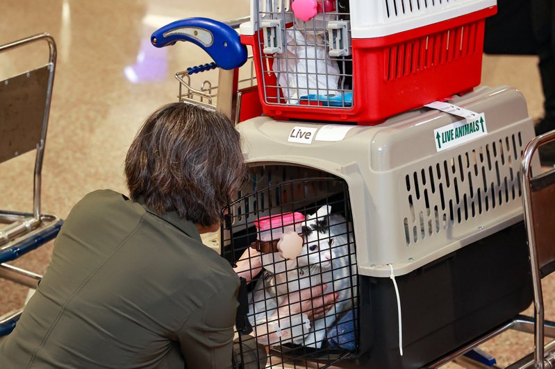 蕭美琴去年返台在辦理愛貓的入境檢疫手續時，打開箱子關心愛貓狀況。本報資料照片