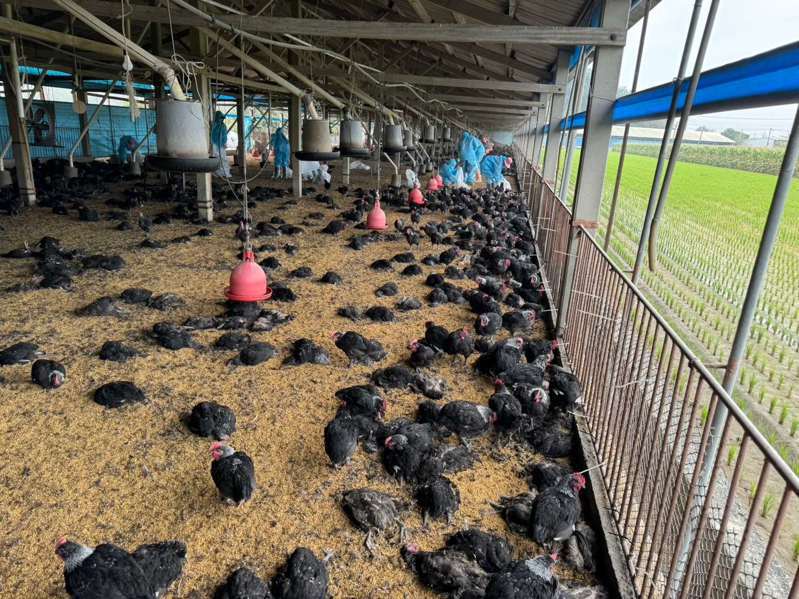 雲林一家養雞場大量土雞異常死亡，慘不忍睹。記者蔡維斌／攝影