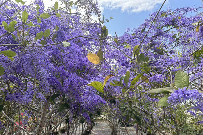 玉井區台三線旁有一處秘密花園，迎來錫葉藤開花旺季，民眾表示，像是打造浪漫的紫色步道「超好拍！」記者李文德／攝影