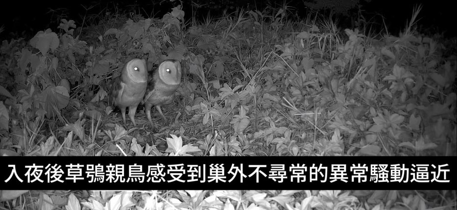 紅外線攝影機拍下草鴞親鳥感受到遊蕩犬逼近的不安。圖／台南市野生動物保育學會提供