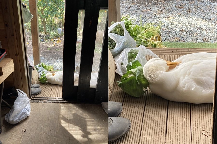 日本一隻寵物鴨小皮，用高麗菜當成枕頭睡午覺。圖擷自X@aotoudai