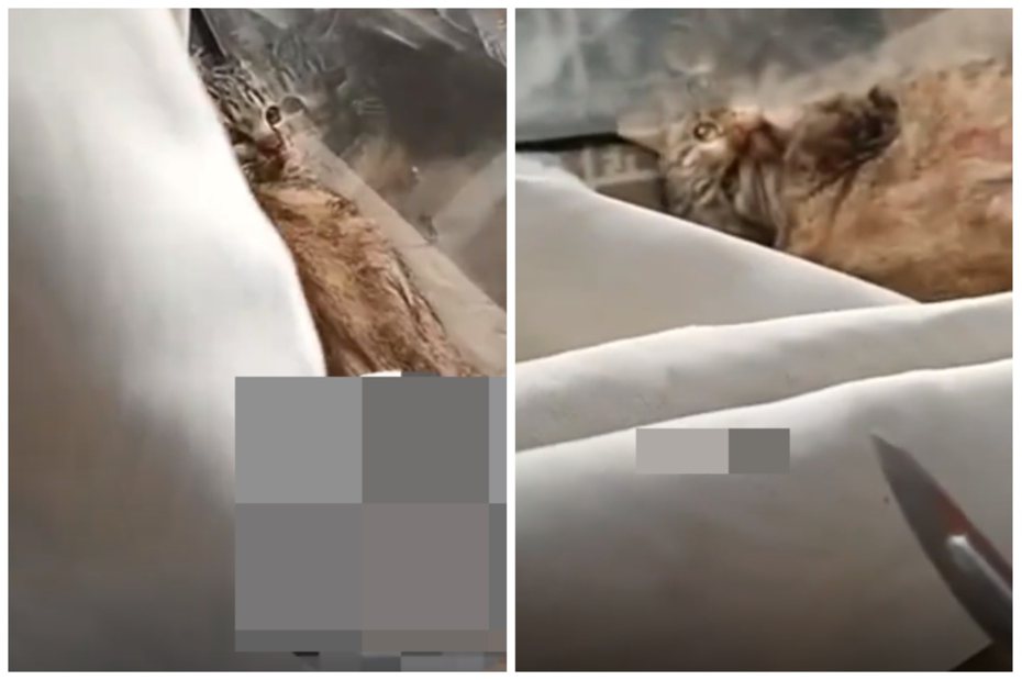 女子拿手術刀虐貓，影片在網路瘋傳。圖取自抖音