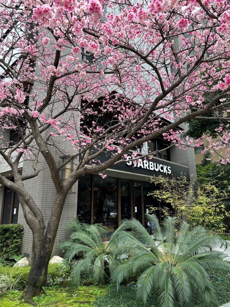 被網友譽為「林口最美星巴克」的星巴克林口文化三門市，因每年2月店門口有盛開的櫻花而得名。圖／新北景觀處提供