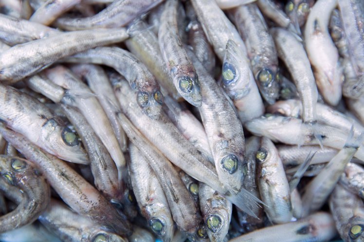 延岡野生青眼魚，眼睛色澤呈現祖母綠，生長於海底深水域，因而有「深海寶石」美稱。圖／宮崎．延岡魚祭提供