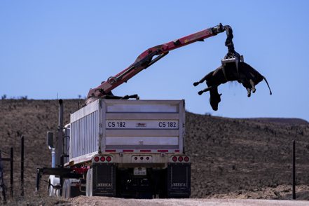 德州野火造成大量牛隻死亡，牧場出動大卡車來清理善後。（美聯社）