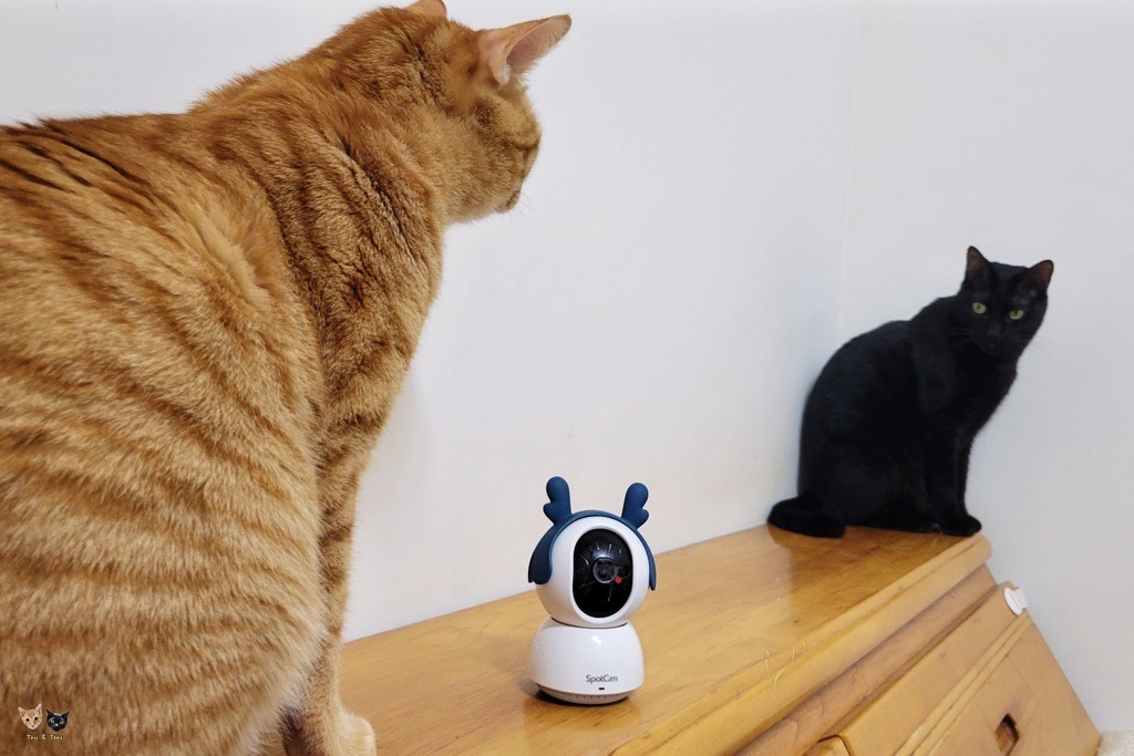 [喵の週邊]SpotCam Mibo寵物監控攝影機。寵物人物追蹤偵測/2K高影像品質/終身免費一日循環雲端備份。娘不在家也能甲哥們盯牢牢~