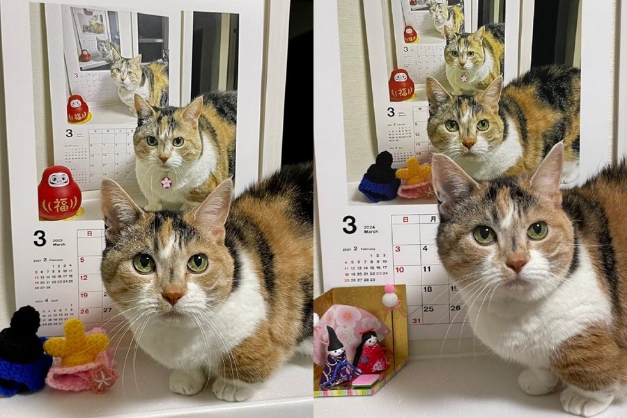 三花貓「Hana」（はな）自2015年起，連續10年在月曆前拍照，形成相當有趣的畫面。圖擷自X@takigare3