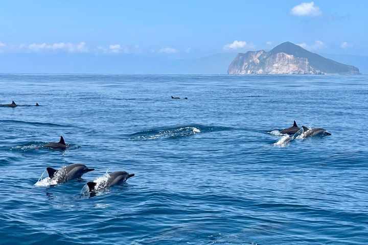 龜山島開放登島！4至10月安排賞鯨豚就對了