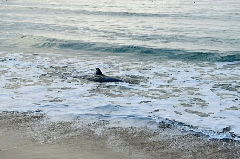 屏東恆春鎮南灣沙灘今天清晨6時發現1隻海豚擱淺沙灘，初步研判是花紋海豚，但在8時15分停止呼吸與生命跡象，由成大鯨豚中心人員運回。圖／成大鯨豚中心提供