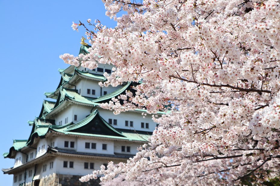 每年三月，日本都會迎來賞櫻熱潮（圖片來源：琅琅悅讀編輯室）
