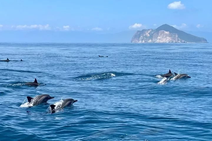每年4月至10月為最佳賞鯨豚時期。 圖／東北角及宜蘭海岸國家風景區管理處提供