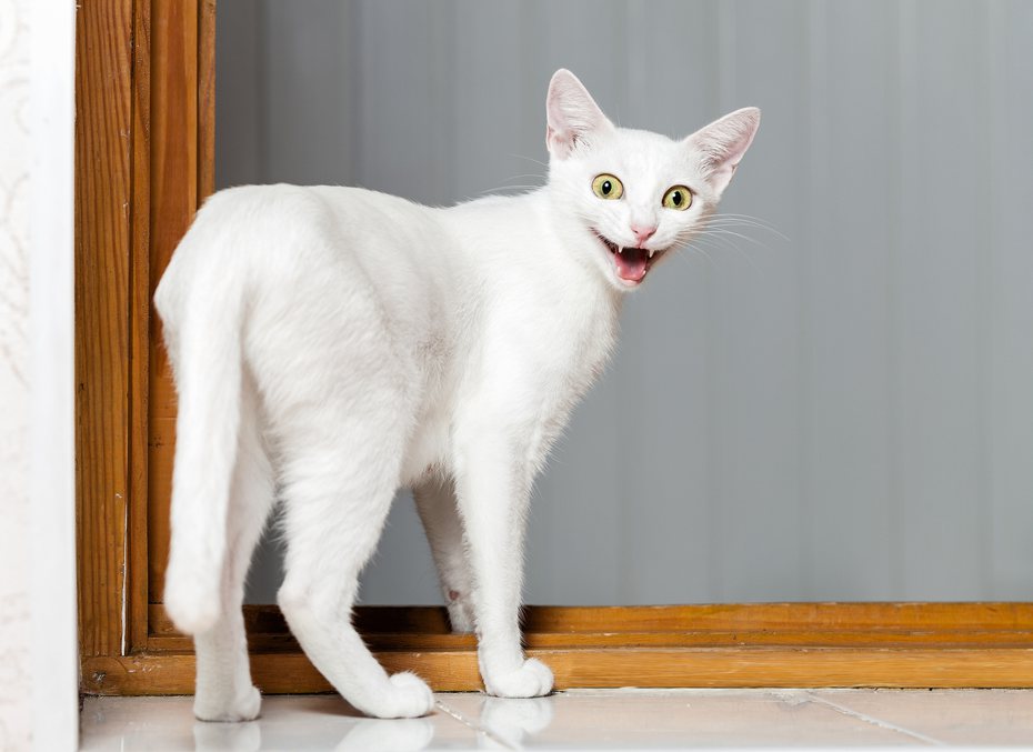 經常聽到貓害怕出門，一進外出籠就緊張的喵叫，瞳孔放到最大，甚至嚇出尿。 ingimage示意圖