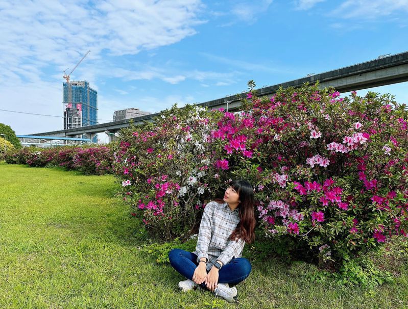 新北河濱三重荷花園區的杜鵑花已經熱情盛開，預計花期為每年3至4月。圖／新北高灘處提供