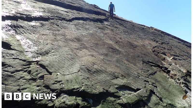 英國科學家近日在英格蘭西南部薩默塞特郡邁恩希德海岸懸崖發現已知最古老的森林化石，最早可追溯至4億1900萬至3億5800萬年前的泥盆紀。圖／擷取自X