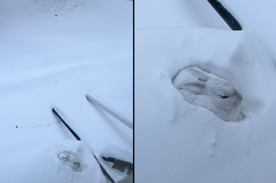 有隻全身雪白的兔兔獨自在厚厚的雪裡眯眼睡著，全身都被白雪覆蓋的天使模樣超級可愛。（圖／翻攝自推特 @DeXianno45272）